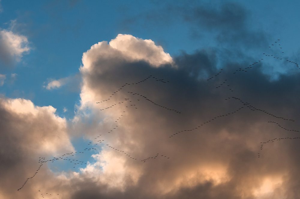 夕空をV字編隊で渡るツルの群れ