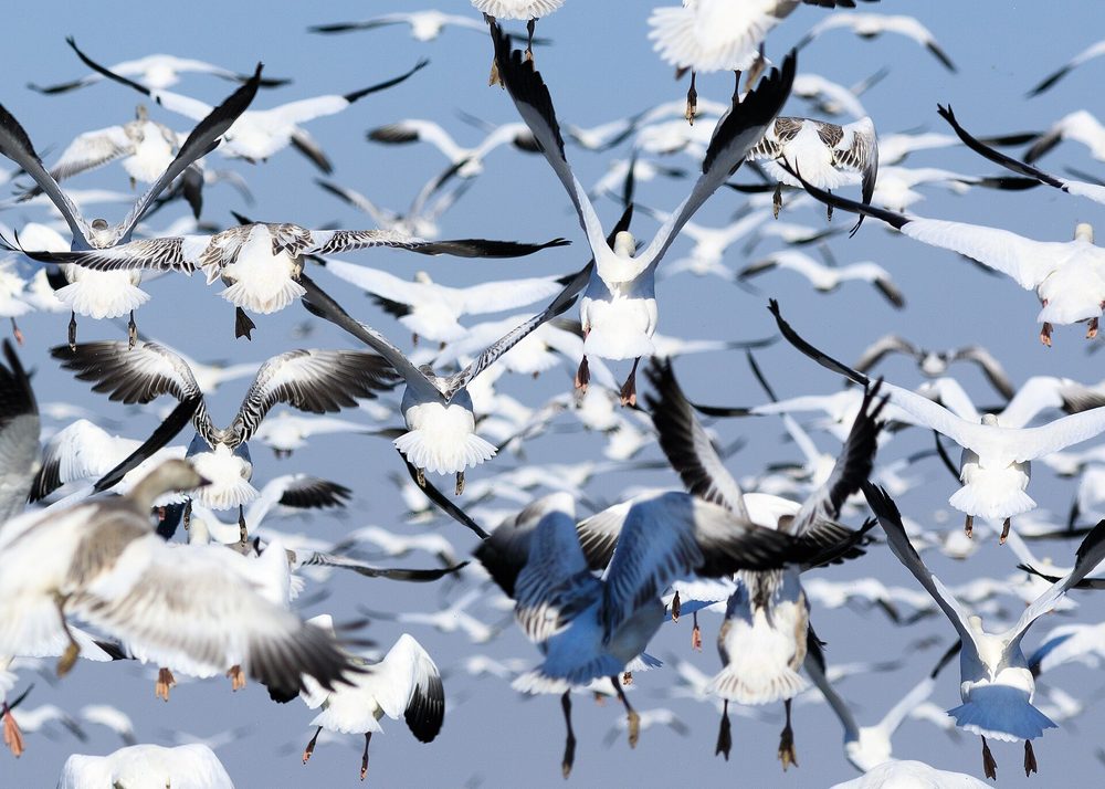 空を埋めて飛ぶガンの大群