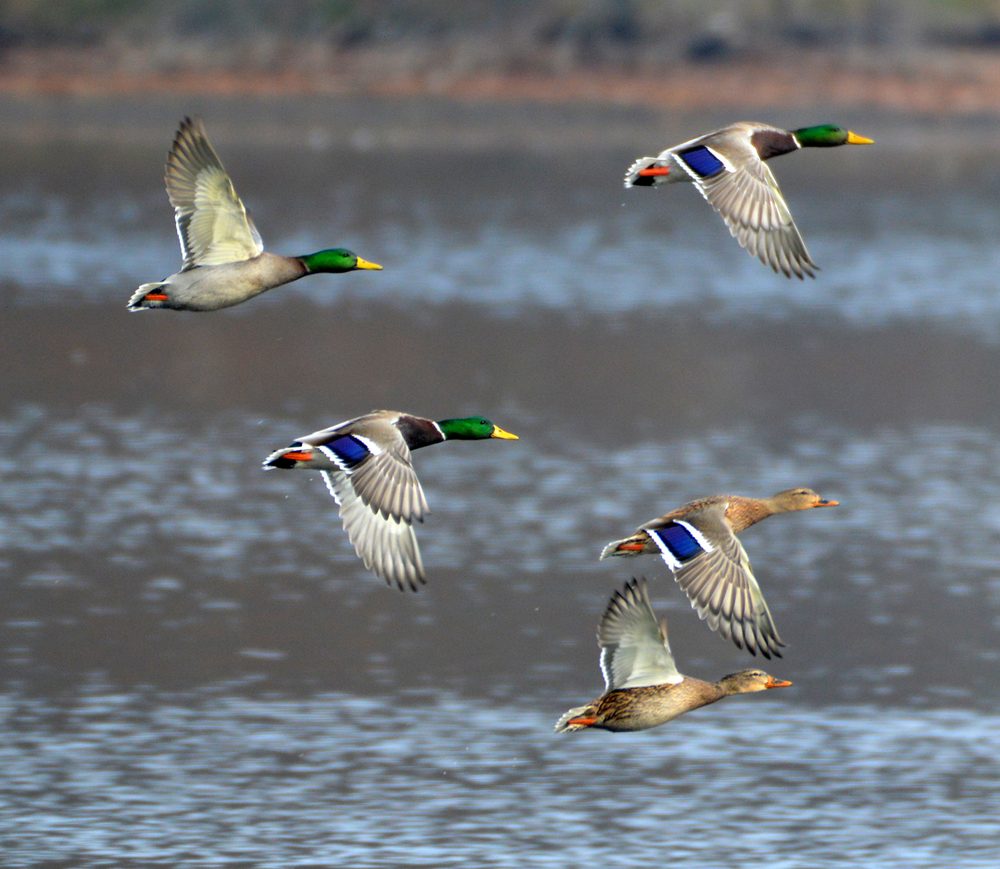 水辺を飛ぶマガモの群れ 冬鳥の代表