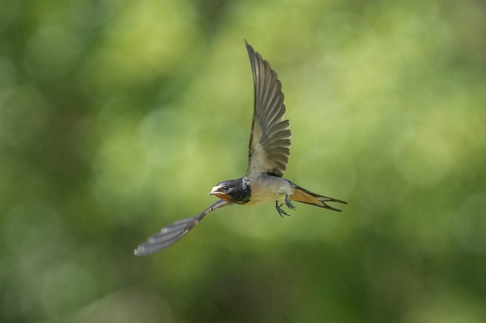 飛翔するツバメ 夏鳥の代表