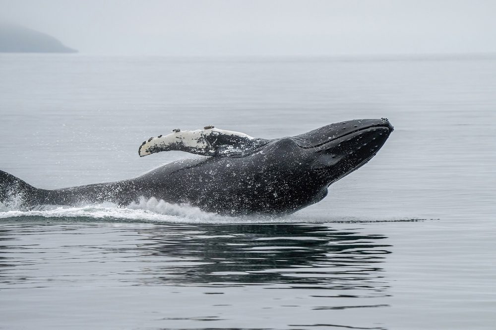 海面に飛び出すザトウクジラ