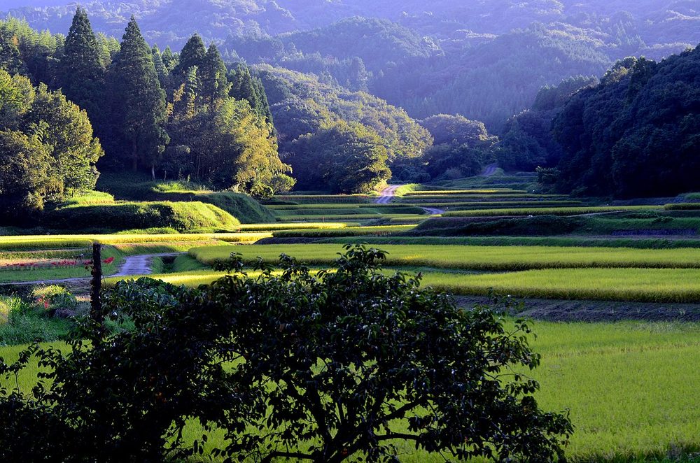 日本の里山に広がる棚田と田園風景