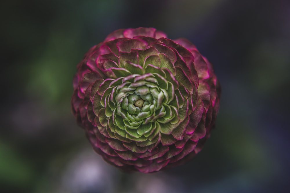 暗い色合いに咲く花のイメージ