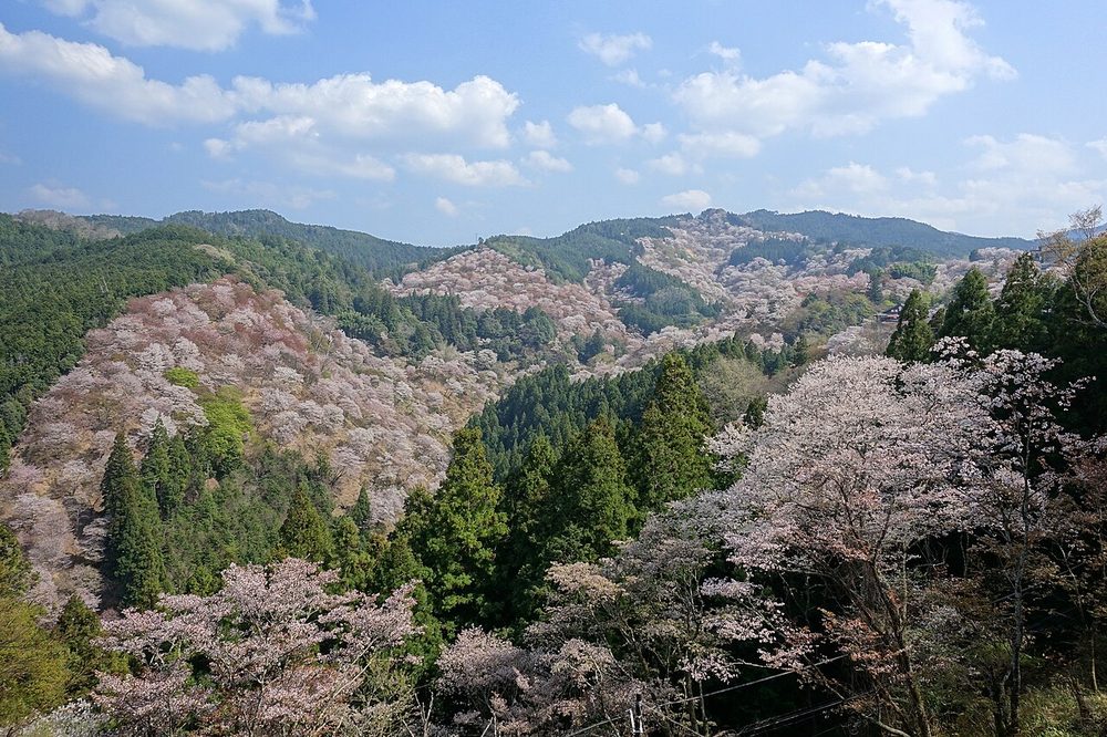吉野山に咲く桜と春の山並み（二十四節気の春）