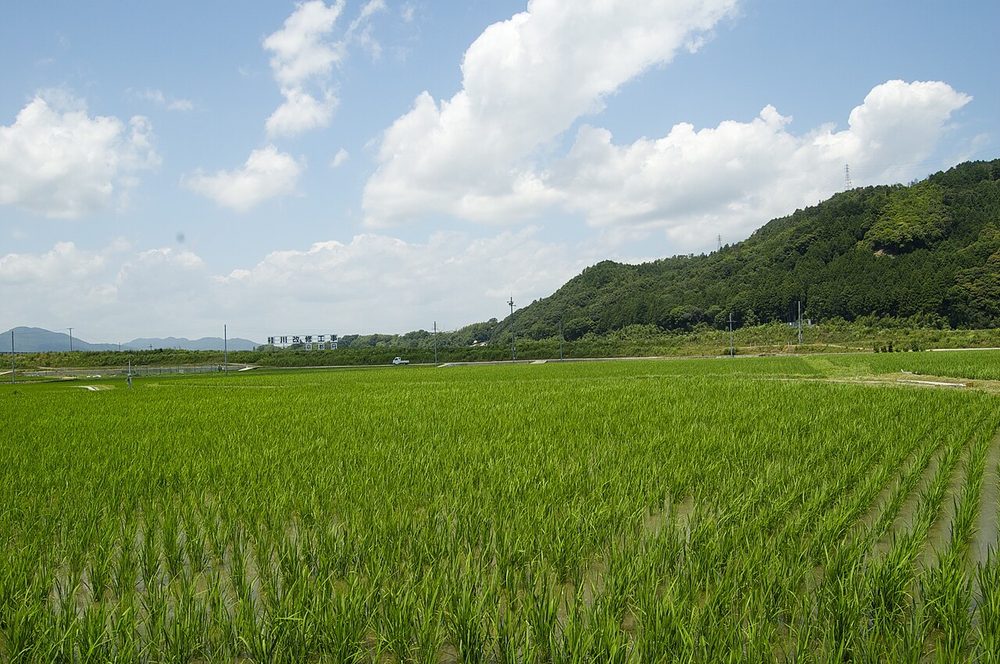 夏の青田と青空（二十四節気の夏）