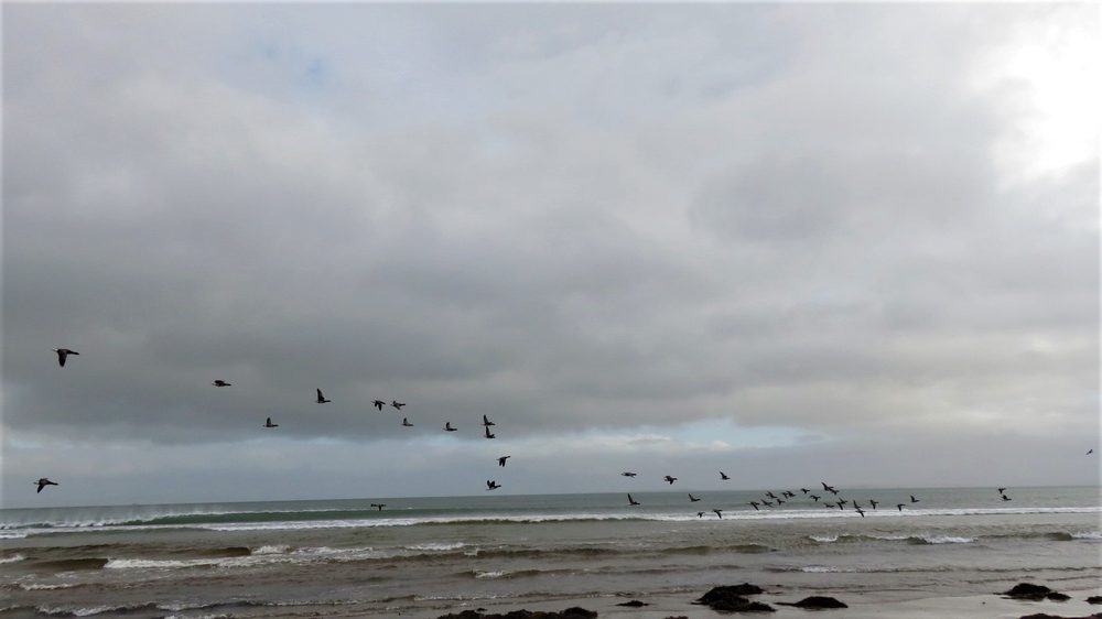 大空へ羽ばたく鳥の群れ 自由の象徴