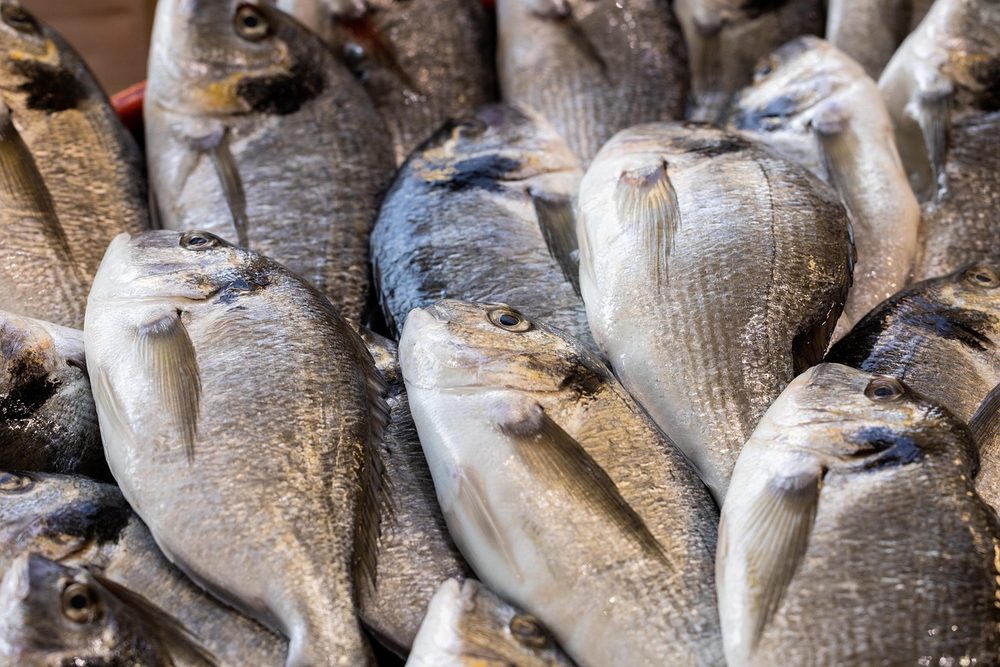 市場に並ぶ新鮮な魚 出世魚のイメージ