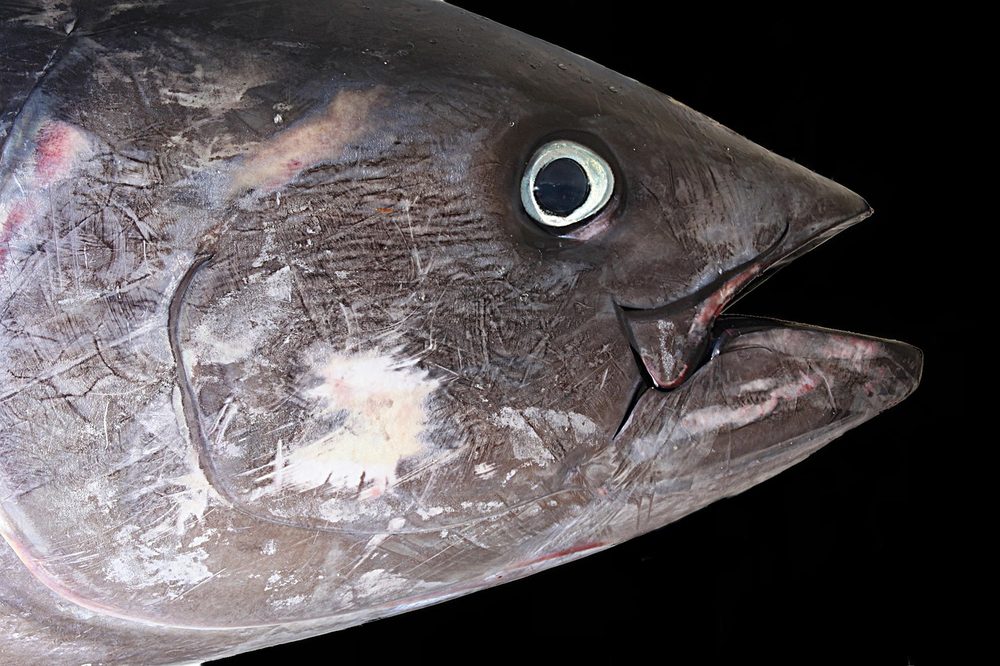 マグロ 出世魚に間違われやすい魚の代表