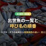出世魚の一覧と呼び名の順番を完全ガイド！ブリ・スズキ・ボラの由来から関東関西の違い・覚え方まで