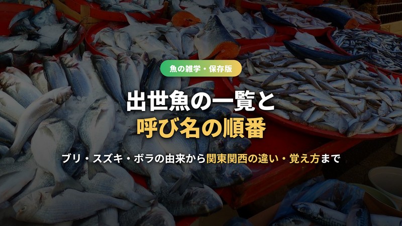 出世魚の一覧と呼び名の順番 サムネイル