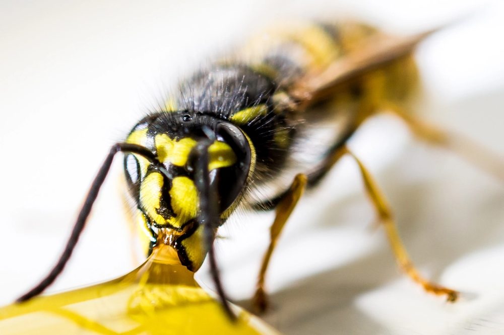 スズメバチ 昆虫の最強生物