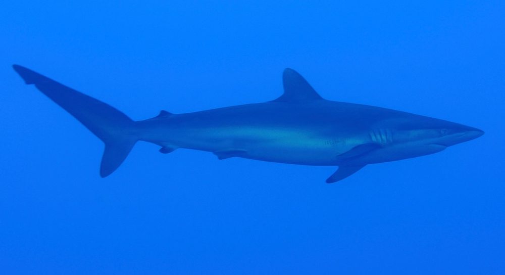 サメ 海の最強動物