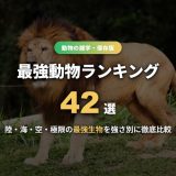 最強動物ランキングのサムネイル