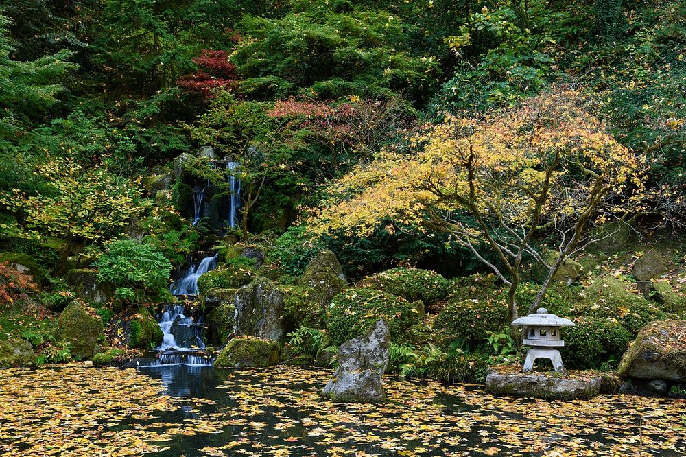 紅葉した日本庭園の風景