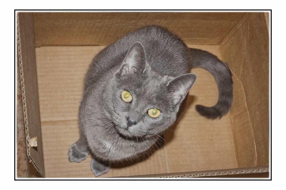 段ボール箱の中に入った猫