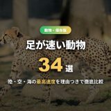 足が速い動物ランキング34選！世界一速い動物は？陸・空・海の最高速度を理由つきで徹底解説