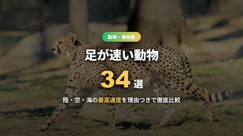 足が速い動物ランキング34選。陸・空・海の最高速度を比較
