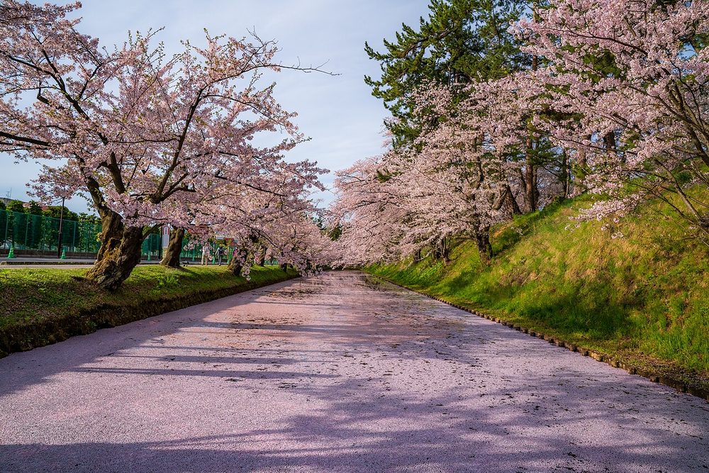 弘前公園の桜のトンネルと花筏（津軽地方の春の風景）