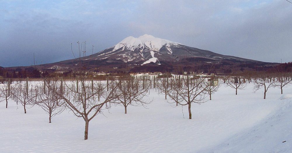 雪に覆われた津軽のりんご畑と岩木山の冬景色